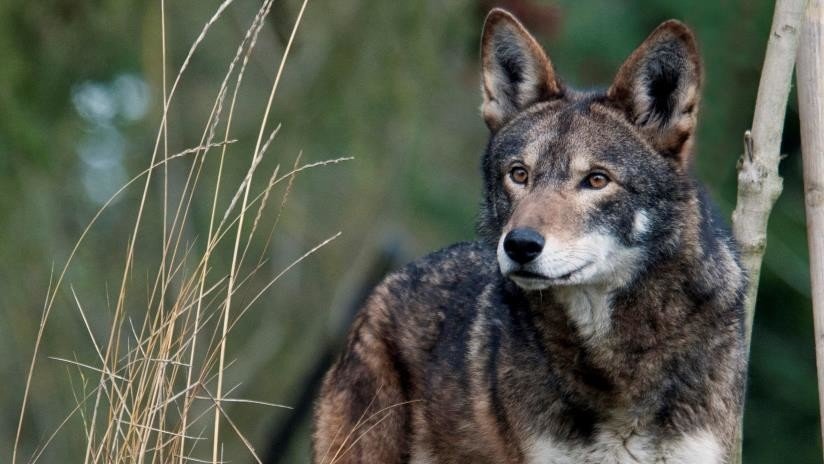 Hallan rastros del casi extinto lobo rojo en una "misteriosa" población canina del golfo de México