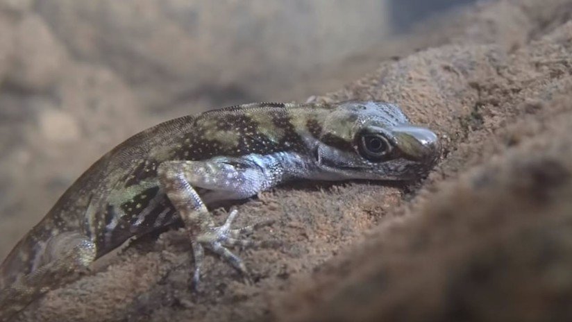 VIDEO: Captan por primera vez a una lagartija 'respirando' bajo el agua