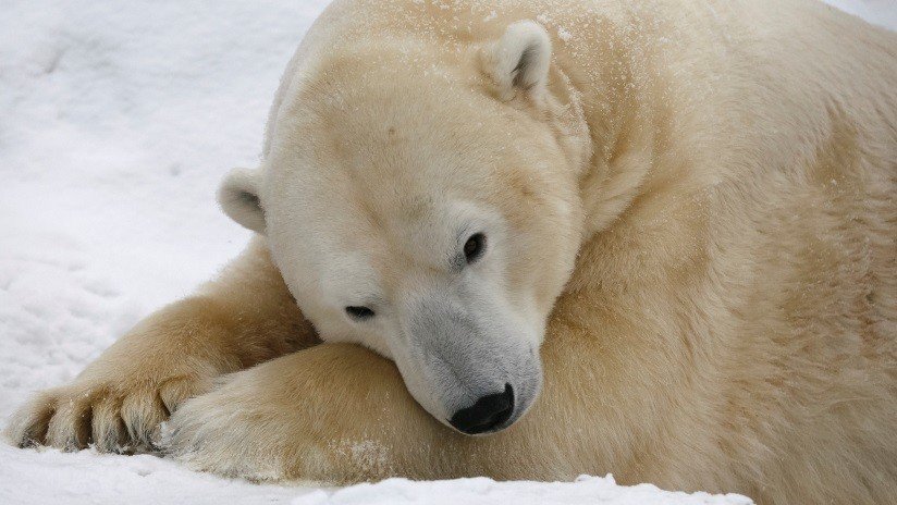 VIDEO: Captan un inesperado 'juego' entre un perro y un oso polar