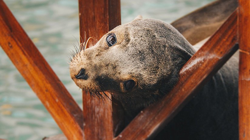 Una británica halla una cría de foca en el jardín de su casa a más de 6 kilómetros del mar