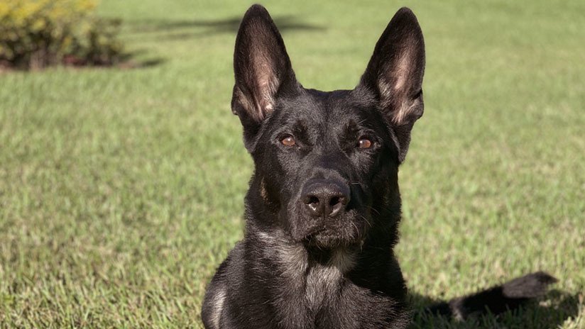 EE.UU.: Un perro policía muere la víspera de Navidad cuando perseguía a un sospechoso armado