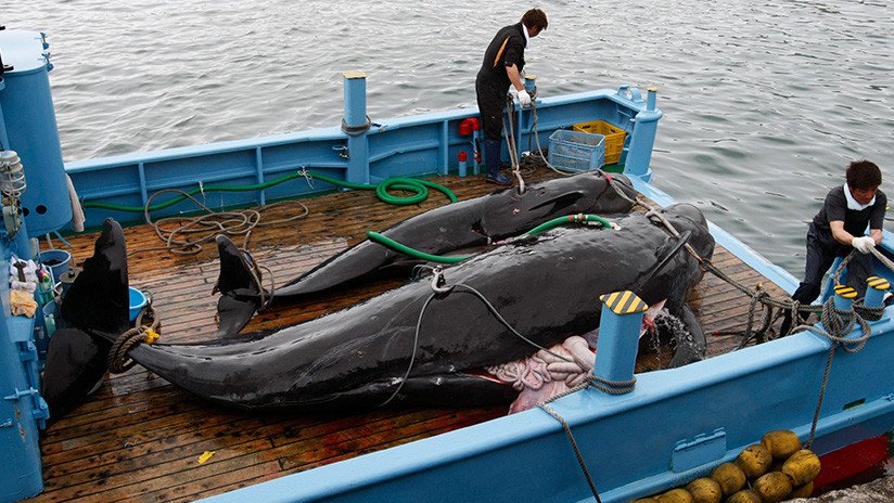 Japón reanuda la caza comercial de ballenas (FOTOS, VIDEO)