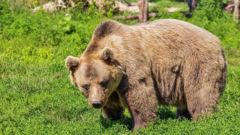 Devorado hasta los huesos: Un cazador ruso muere atacado por un oso que crió en su casa
