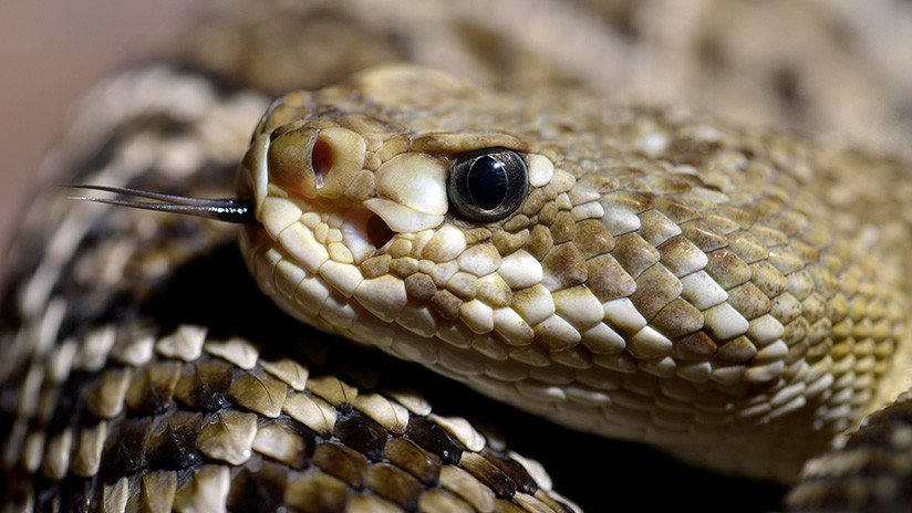 VIDEO: Se llevan el susto de sus vidas al hallar un 'infierno' de 36 serpientes bajo una choza