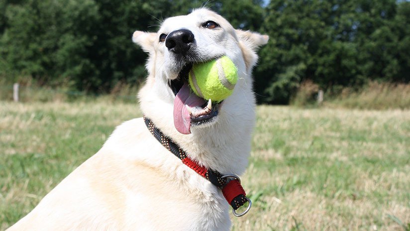VIDEO: Le regala de Navidad a su perra 24 pelotas de tenis y la mascota hace reír a millones