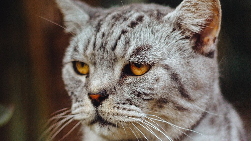 "Cómo recuperar la benevolencia de un gato": Lo más extraño que buscaron los rusos en la Red en 2018