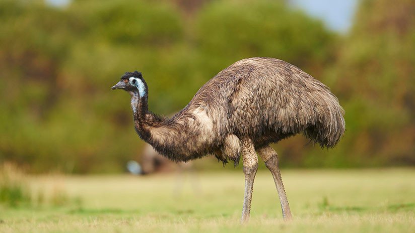 ¿Cómo acabó ahí?: Un emú recorre una universidad de Rusia