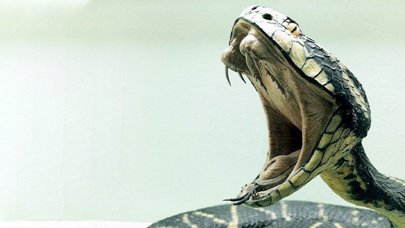 Visita inesperada: Se encuentra una cobra de metro y medio en el inodoro (VIDEO)