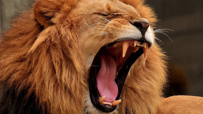 Un león mata a una empleada en prácticas en un zoo de EE.UU.