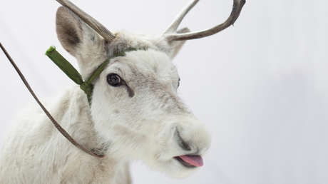FOTO: Fotografían a un raro reno blanco en Noruega 