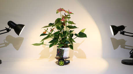VIDEO: Crean una planta-robot capaz de desplazarse en busca de luz