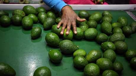 Autoridades holandesas decomisan una tonelada de cocaína oculta en aguacates colombianos