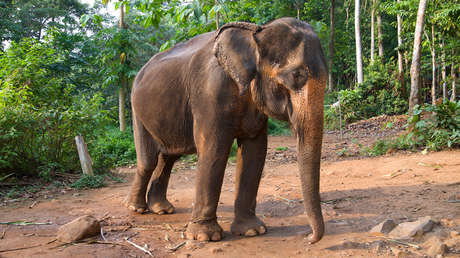 VIDEO: Una elefanta esquelética es obligada a realizar números circenses en un zoo de Tailandia