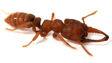 'Hormiga drácula': El insecto que lanza los mordiscos más rápidos del reino animal