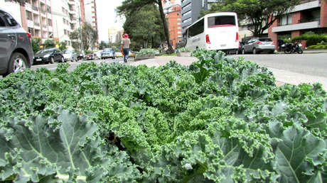 Terrazas, balcones o ventanas: Los espacios que se pueden aprovechar para tener jardines comestibles