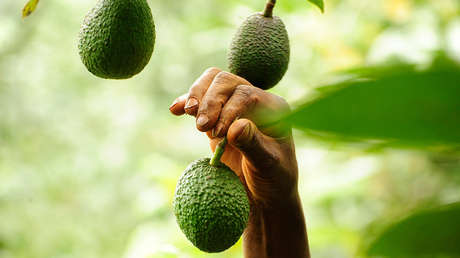 Restaurantes de Irlanda llaman a no comprar "aguacates de sangre" producidos en México