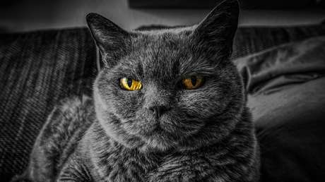 Un estudio revela cómo eran los gatos domésticos de la era vikinga