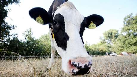 FOTO: Un granjero forma con 150 vacas el signo de la cruz en un campo