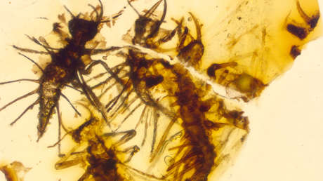 Hallan la primera prueba de cómo nacían los insectos hace 130 millones de años