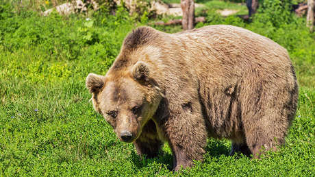 Devorado hasta los huesos: Un cazador ruso muere atacado por un oso que crió en su casa