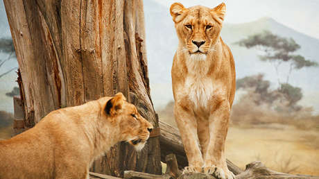Alquilan casa turística donde los visitantes viven rodeados por más de 70 leones (VIDEO, FOTO)