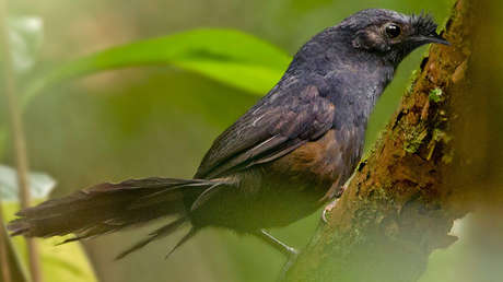 Avistan en Brasil una de las aves más raras y amenazadas del planeta (audio)