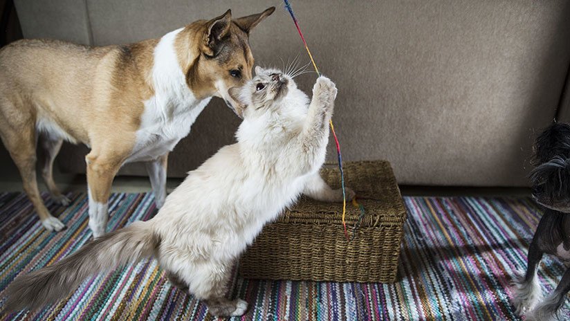 VIDEO: La insólita reacción de un gato a las caricias de un perro se vuelve viral
