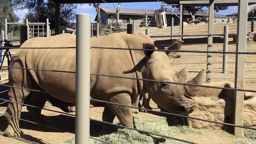 Una niña cae al hábitat de los rinocerontes salvajes en un zoológico de EE.UU.