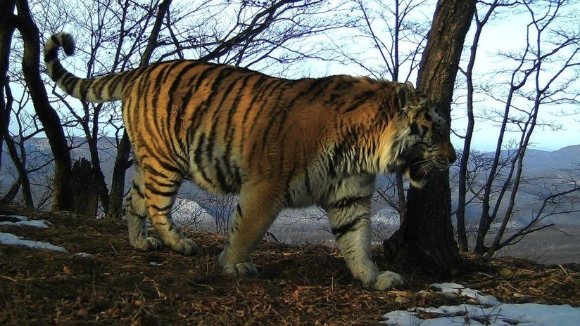 Explican por qué un tigre robó dos perros de guardias fronterizos en el Lejano Oriente ruso