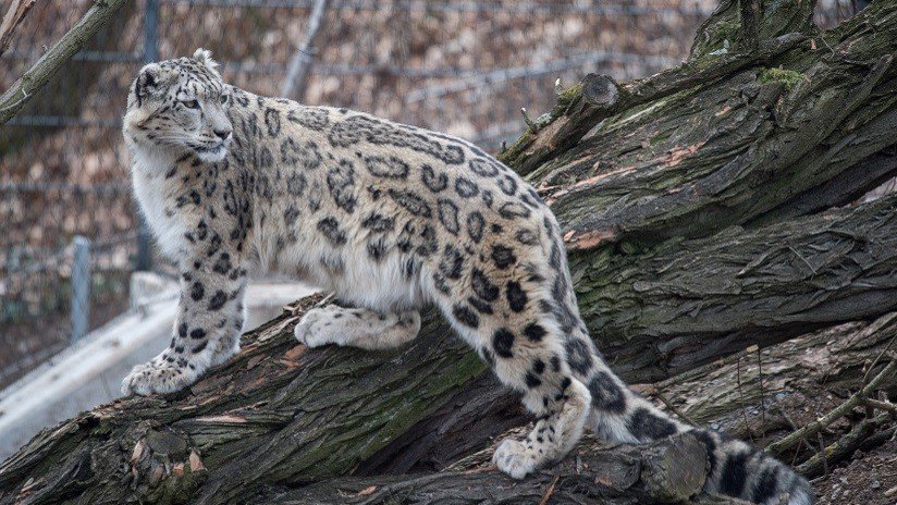 VIDEO: Captan por primera vez a un leopardo de las nieves en una región de China