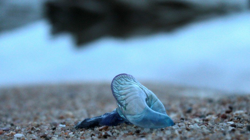 FOTOS: Más de 13.000 personas afectadas por picaduras de medusa en Australia