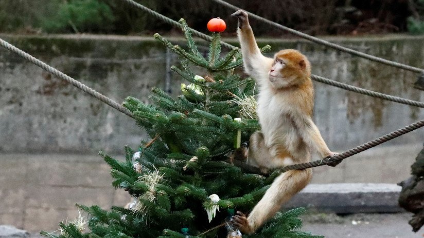 FOTOS, VIDEO: Animales de un zoo de Berlín se dan festín con los árboles de Navidad no vendidos