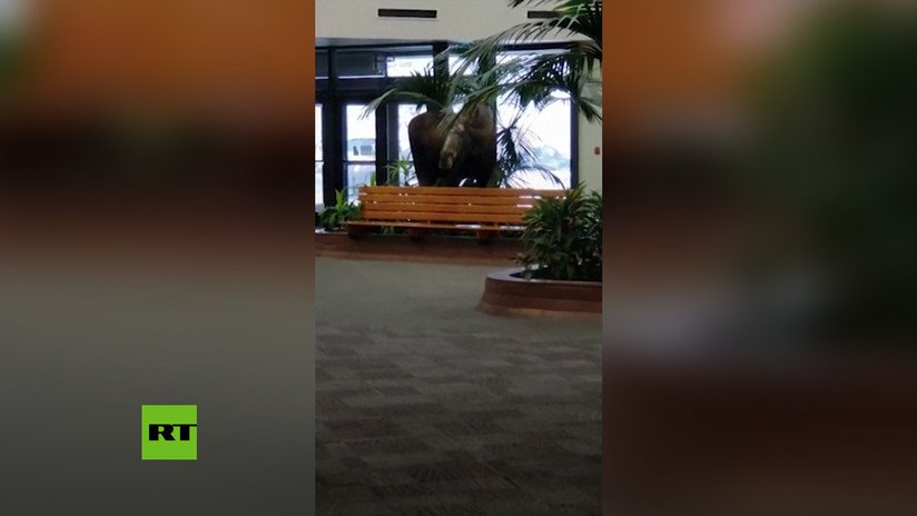 Un alce se cuela en un hospital de Alaska y se merienda las plantas del vestíbulo (VIDEO)