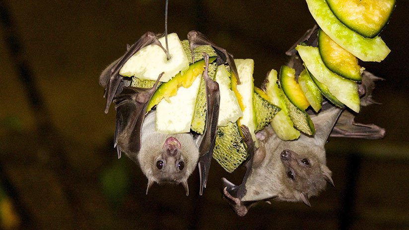 Descubren un nuevo virus en murciélagos de China que podría ser letal para los humanos
