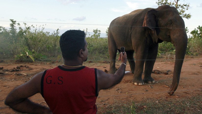 VIDEO: Elefante salvaje mata a un hombre que intentaba hipnotizarlo