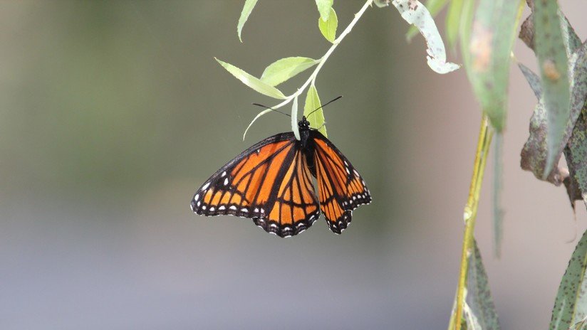 La población de mariposas monarcas en California cae en casi un 90 por ciento