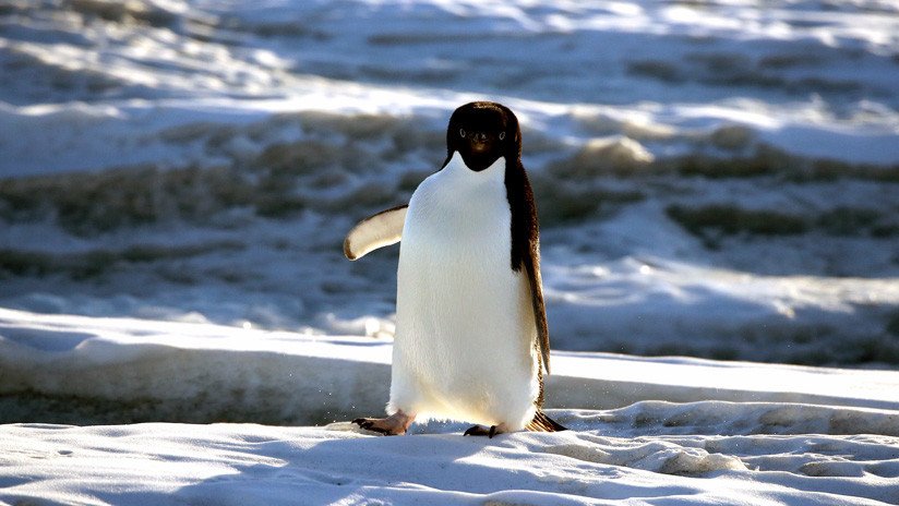 VIDEO: Un pingüino salta 'in extremis' al estilo Indiana Jones para no quedar aislado en el hielo