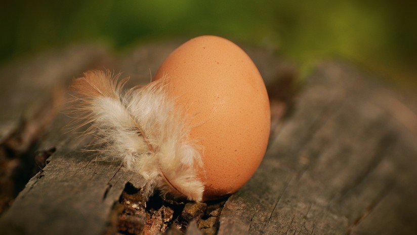 La foto de un huevo de gallina se convierte en la más popular de Instagram en toda la historia