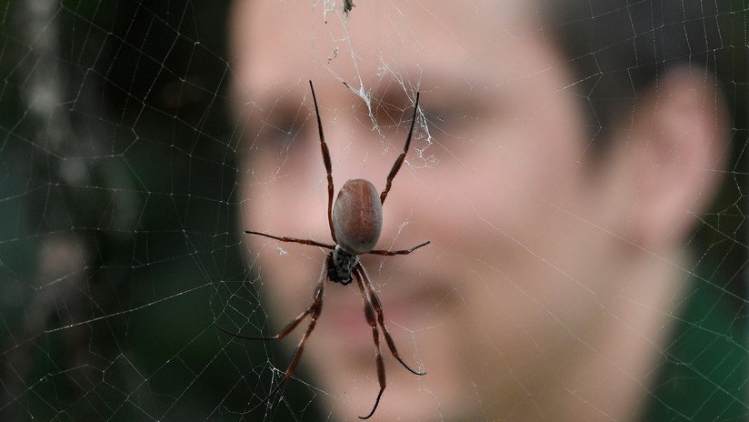 VIDEO: Mata a una araña con un dardo y la Red lo acusa de maltrato animal