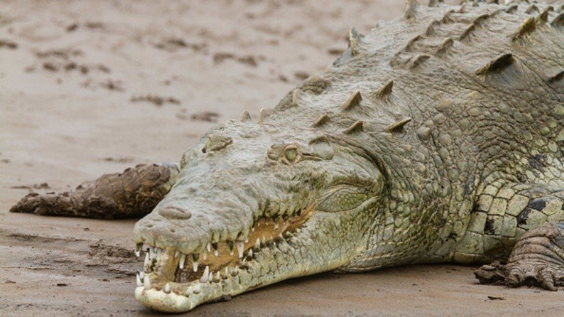 VIDEO: Un enorme caimán aguja causa pánico en una playa en Colombia