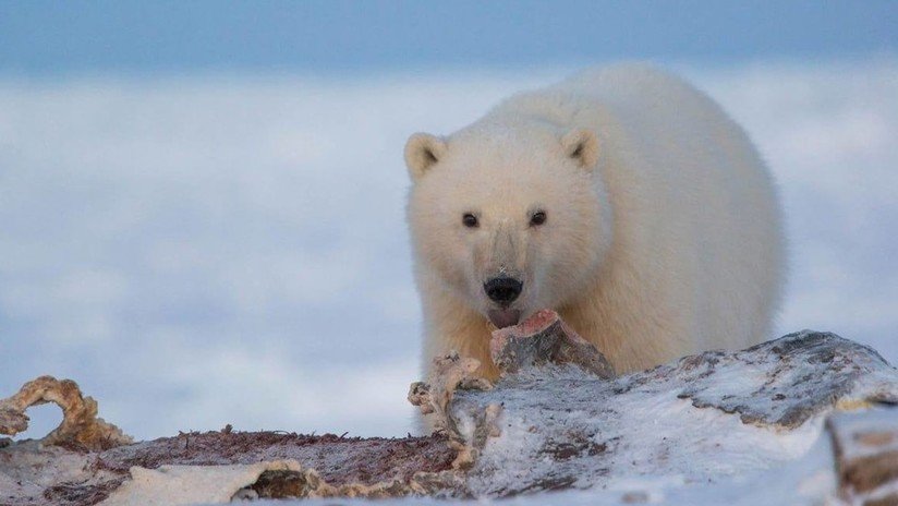 FOTOS: Misión en el norte de Rusia para salvar a un osezno polar huérfano