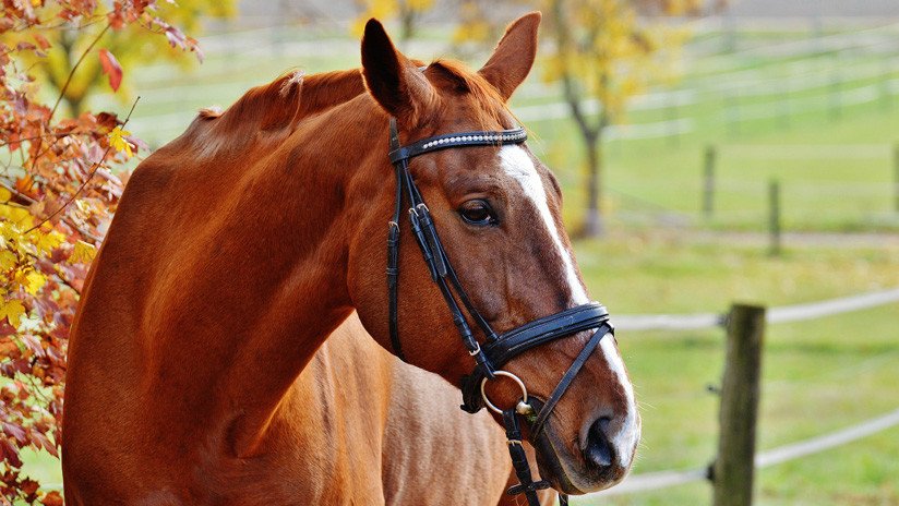 Muere un caballo de equitación en Escocia y en la caída mata a su joven jinete