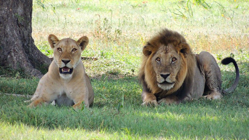 VIDEO: Dos leones desgarran a un hombre frente a turistas en la India