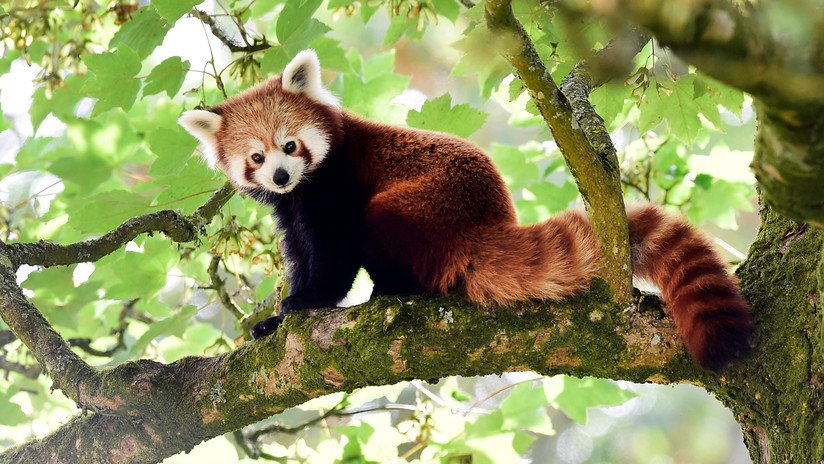 FOTO: Buscan un panda rojo que se fugó de un zoológico de Irlanda del Norte
