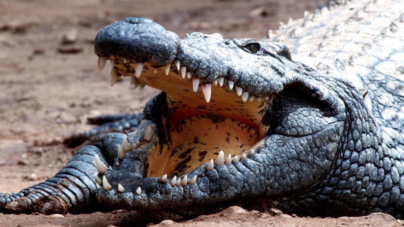 Un hombre muerde a un cocodrilo para rescatar a su hijo de las mandíbulas del animal