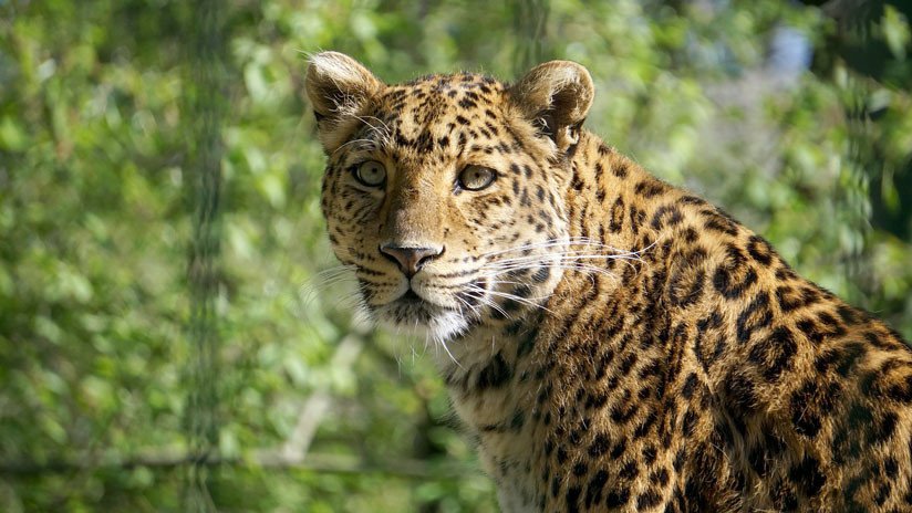 VIDEO: Un leopardo salvaje irrumpe en una ciudad de India y hiere a tres personas