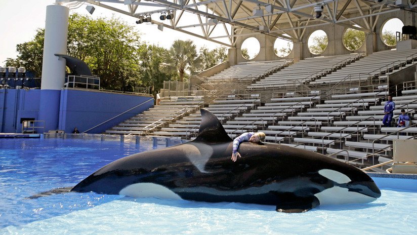 La extraña muerte de la orca Kayla indigna a los conservacionistas en EE.UU.