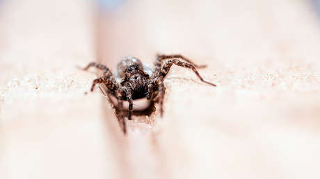 "¡¿Por qué no mueres?!": Trata de matar a una araña y provoca un operativo policial