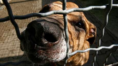 Arrestan a un hombre por abandonar a su perro en la carretera 