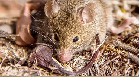 El brote de hantavirus en Argentina: ¿Qué está pasando?